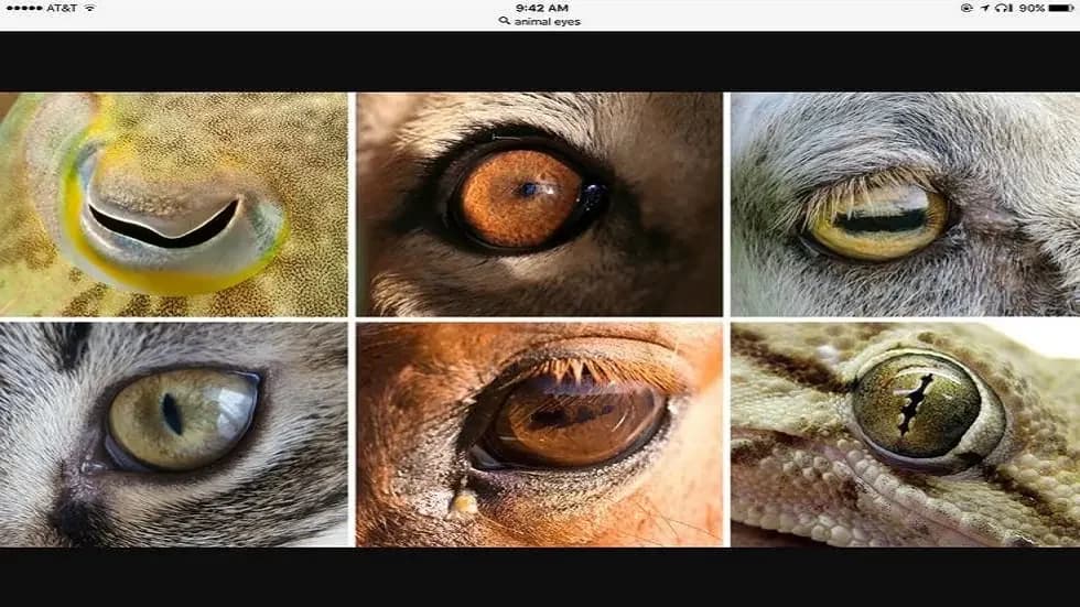 هل امتلكت الفقاريات القديمة زوجا إضافيا من العيون؟