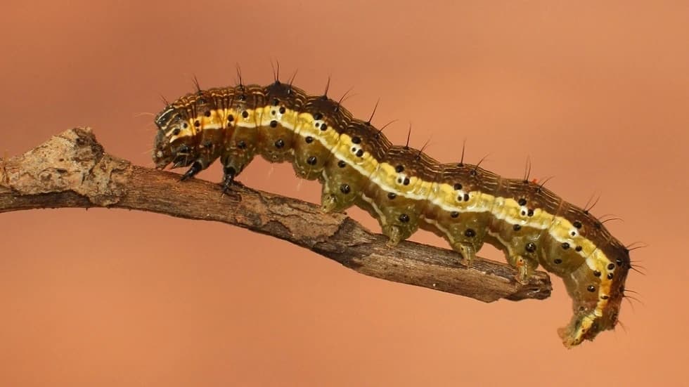 علماء يكشفون قدرة يرقة عثة التبغ على اكتشاف الصوت بدون أذنين!