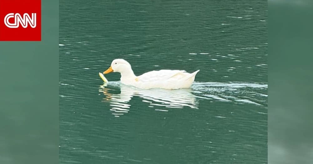 بطة تصارع للبقاء بمنقار مغلق بطُعم صيد.. شاهد ما فعله رجل لإنقاذها